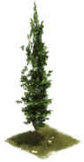 File:14 EarlyMiddleAge Cypress.png