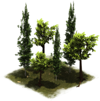 File:27 LateMiddleAge Group of Trees.png