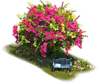 Flowering Bougainvillea Tree.png